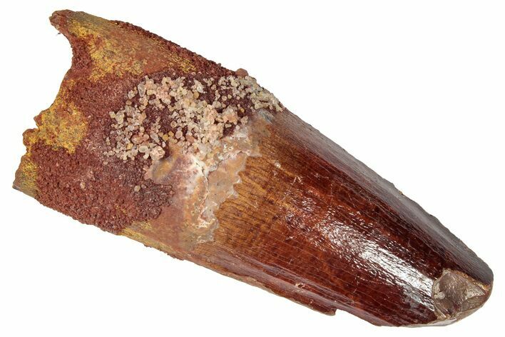 Fossil Spinosaurus Tooth - Feeding Worn Tip #346317